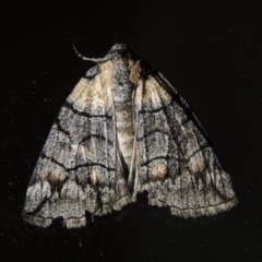 Dysbatus singularis (Dry-country Line-moth) at Conder, ACT - 25 Jan 2020 by michaelb