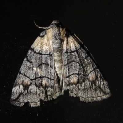 Dysbatus singularis (Dry-country Line-moth) at Conder, ACT - 26 Jan 2020 by MichaelBedingfield