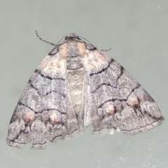 Dysbatus singularis at Conder, ACT - 26 Jan 2020