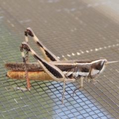 Macrotona australis (Common Macrotona Grasshopper) at Conder, ACT - 27 Jan 2020 by MichaelBedingfield