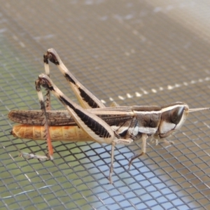 Macrotona australis at Conder, ACT - 27 Jan 2020 01:27 PM