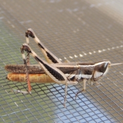 Macrotona australis (Common Macrotona Grasshopper) at Conder, ACT - 27 Jan 2020 by michaelb