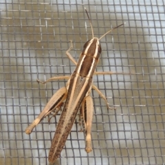 Macrotona australis at Conder, ACT - 27 Jan 2020