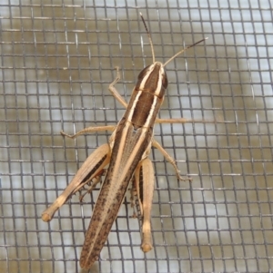 Macrotona australis at Conder, ACT - 27 Jan 2020