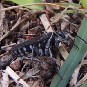 Turneromyia sp. (genus) at Conder, ACT - 27 Jan 2020