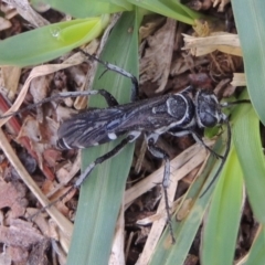Turneromyia sp. (genus) at Conder, ACT - 27 Jan 2020