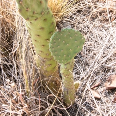 Opuntia sp. (Prickly Pear) at Cooleman Ridge - 4 Feb 2020 by SWishart