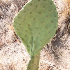 Opuntia sp. at Chapman, ACT - 5 Feb 2020 10:12 AM