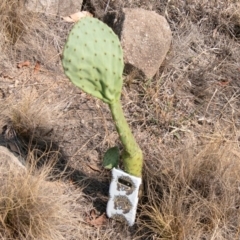 Opuntia sp. at Chapman, ACT - 5 Feb 2020 10:12 AM