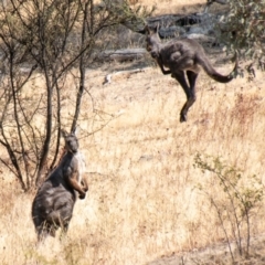 Osphranter robustus robustus (Eastern Wallaroo) at Chapman, ACT - 5 Feb 2020 by SWishart