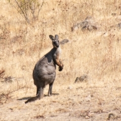 Osphranter robustus robustus at Chapman, ACT - 5 Feb 2020