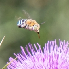 Amegilla (Zonamegilla) asserta (Blue Banded Bee) at Stromlo, ACT - 5 Feb 2020 by SWishart