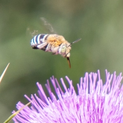 Amegilla (Zonamegilla) asserta (Blue Banded Bee) at Cooleman Ridge - 5 Feb 2020 by SWishart