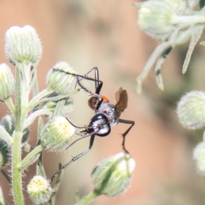 Podalonia tydei (Caterpillar-hunter wasp) at Cooleman Ridge - 5 Feb 2020 by SWishart