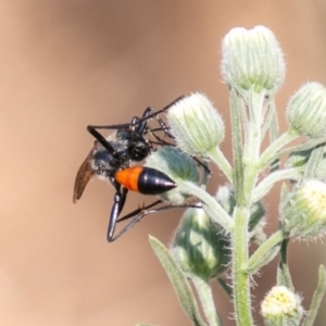 Podalonia tydei at Stromlo, ACT - 5 Feb 2020