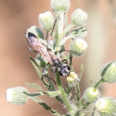 Podalonia tydei at Stromlo, ACT - 5 Feb 2020