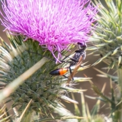 Podalonia tydei at Stromlo, ACT - 5 Feb 2020