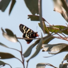Comocrus behri (Mistletoe Day Moth) at Chapman, ACT - 4 Feb 2020 by SWishart