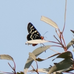 Comocrus behri at Chapman, ACT - 5 Feb 2020 10:25 AM