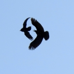 Corvus coronoides (Australian Raven) at Mount Ainslie - 2 Feb 2020 by RodDeb