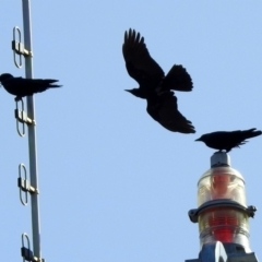 Corvus coronoides at Majura, ACT - 3 Feb 2020