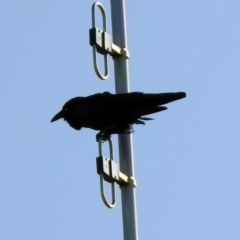 Corvus coronoides at Majura, ACT - 3 Feb 2020