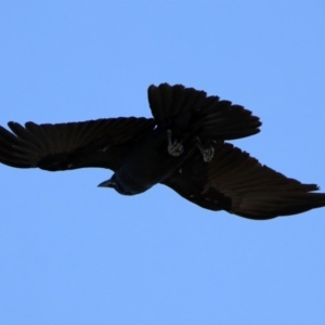 Corvus coronoides at Majura, ACT - 3 Feb 2020
