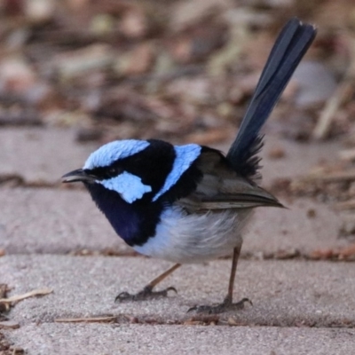 Malurus cyaneus (Superb Fairywren) at Mount Ainslie - 2 Feb 2020 by RodDeb