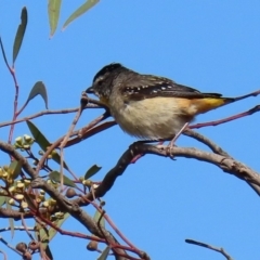 Pardalotus punctatus (Spotted Pardalote) at Mount Ainslie - 2 Feb 2020 by RodDeb