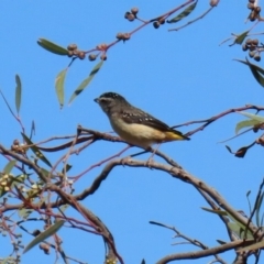 Pardalotus punctatus at Majura, ACT - 3 Feb 2020