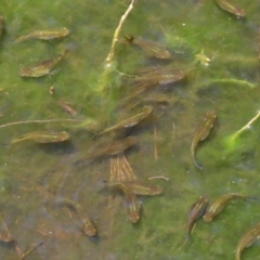 Gambusia holbrooki (Gambusia, Plague minnow, Mosquito fish) at Acton, ACT - 3 Feb 2020 by RodDeb
