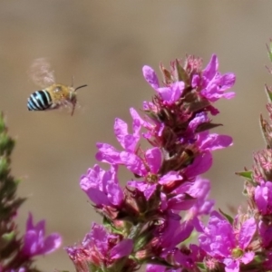 Amegilla (Zonamegilla) asserta at Acton, ACT - 3 Feb 2020