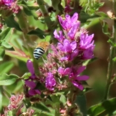 Amegilla (Zonamegilla) asserta at Acton, ACT - 3 Feb 2020