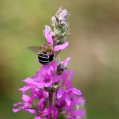 Amegilla (Zonamegilla) asserta at Acton, ACT - 3 Feb 2020