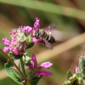 Megachile (Eutricharaea) serricauda at Acton, ACT - 3 Feb 2020