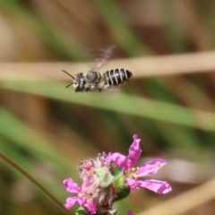 Megachile (Eutricharaea) serricauda at Acton, ACT - 3 Feb 2020
