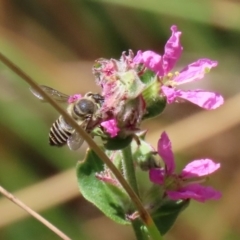 Megachile (Eutricharaea) serricauda at Acton, ACT - 3 Feb 2020 01:32 PM