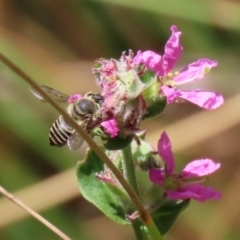 Megachile (Eutricharaea) serricauda at Acton, ACT - 3 Feb 2020