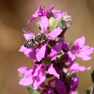 Megachile (Eutricharaea) serricauda at Acton, ACT - 3 Feb 2020