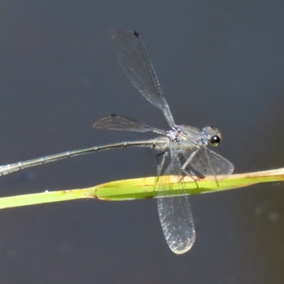 Austroargiolestes icteromelas (Common Flatwing) at ANBG - 3 Feb 2020 by RodDeb