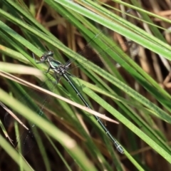 Austroargiolestes icteromelas at Acton, ACT - 3 Feb 2020