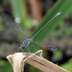 Austroargiolestes icteromelas at Acton, ACT - 3 Feb 2020