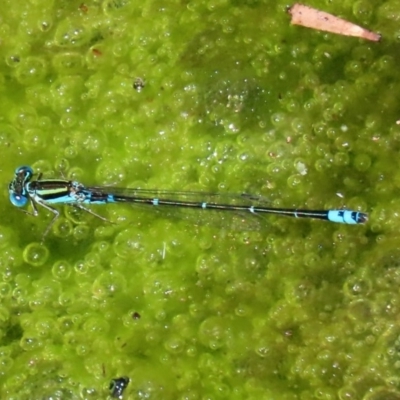 Austroagrion watsoni (Eastern Billabongfly) at Acton, ACT - 3 Feb 2020 by RodDeb