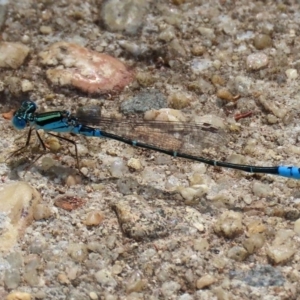 Austroagrion watsoni at Acton, ACT - 3 Feb 2020