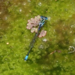 Austroagrion watsoni at Acton, ACT - 3 Feb 2020