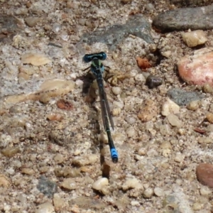 Austroagrion watsoni at Acton, ACT - 3 Feb 2020