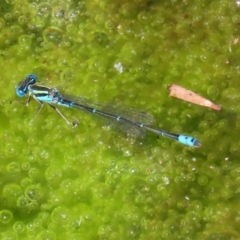 Austroagrion watsoni at Acton, ACT - 3 Feb 2020