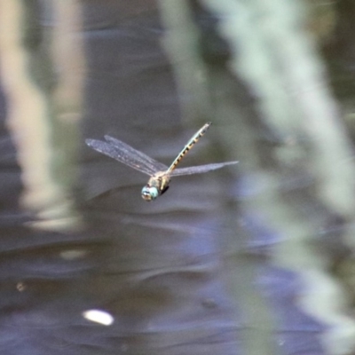 Hemicordulia australiae (Australian Emerald) at Acton, ACT - 3 Feb 2020 by RodDeb