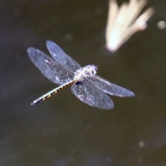 Hemicordulia australiae at Acton, ACT - 3 Feb 2020