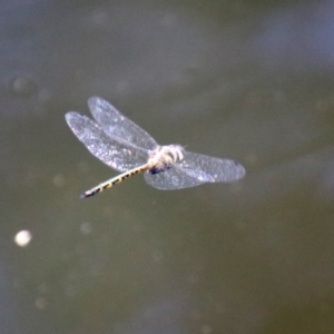 Hemicordulia australiae at Acton, ACT - 3 Feb 2020